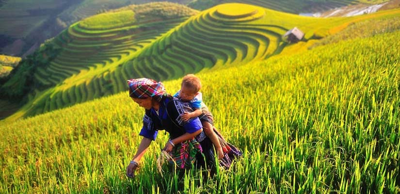Mu Cang Chai  Yen Bai